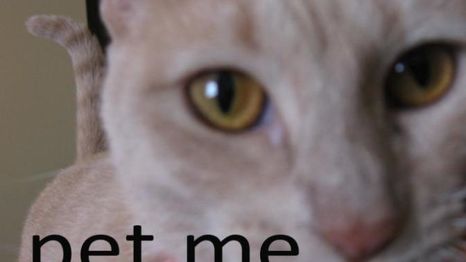 Are you allergic to anything?