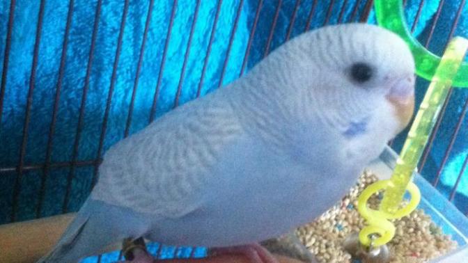 Is my 3 month old budgie a boy or a girl?