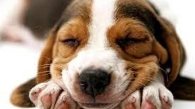 Why do animals tend to like certain people? Have you ever had one seem to like you for no reason?