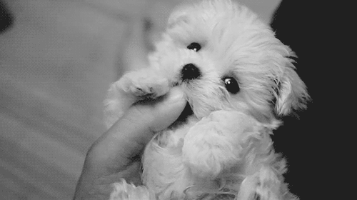 Are you more of a dog or a cat person?