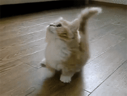 Are you more of a dog or a cat person?