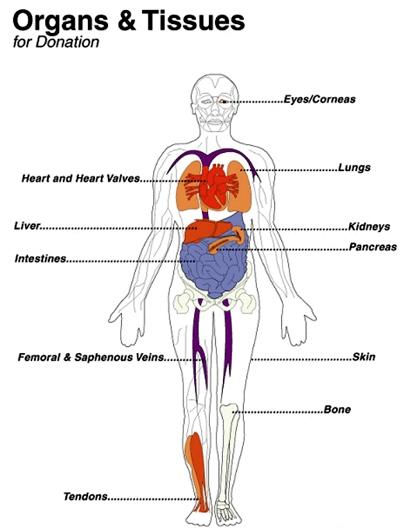 Will you donate your body/organs after death?
