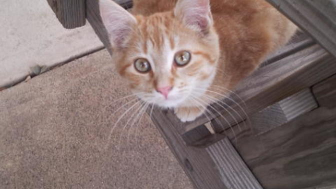 Pick your favorite cat (Continued)?