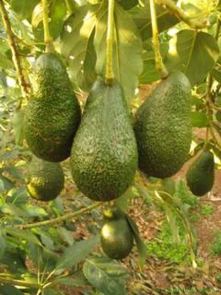 Do you like avocado? How do you consume it? In a salad, sandwich etc?