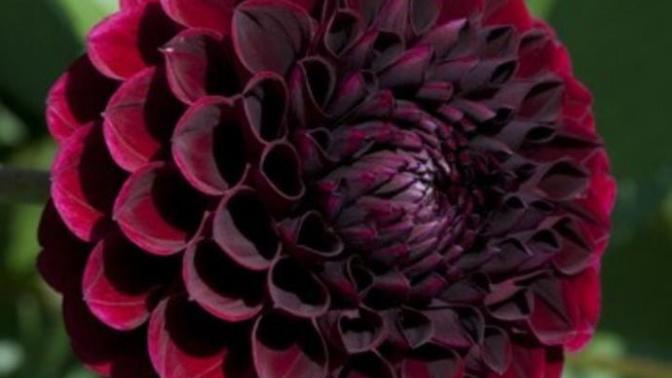 What's your favorite type of flower?