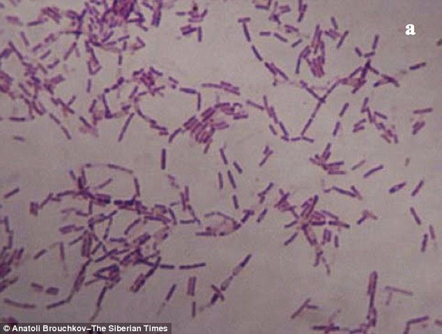 Would you inject yourself with a 3.5 Million Year Old Bacteria ?