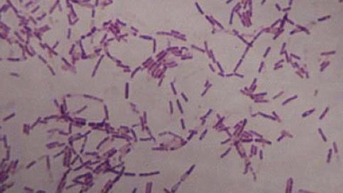 Would you inject yourself with a 3.5 Million Year Old Bacteria?