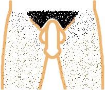 Girls Male Pubic Hairstyles Girlsaskguys