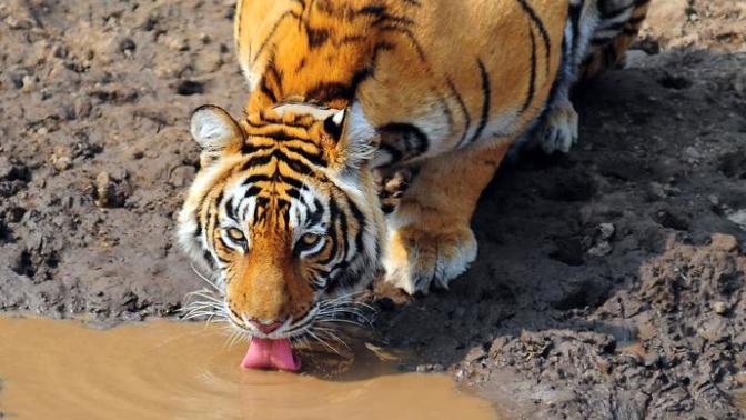 Why tiger looks much muscular than pig, wolf , dog etc?