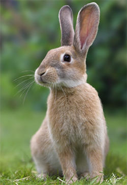 On rabbits, do you prefer ears sticking up or floppy ears?