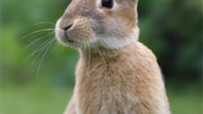On rabbits, do you prefer ears sticking up or floppy ears?