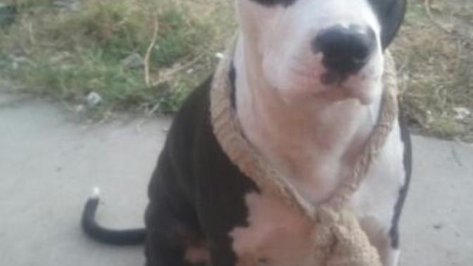 What kind of girl do you think would own a dog who looks like this?