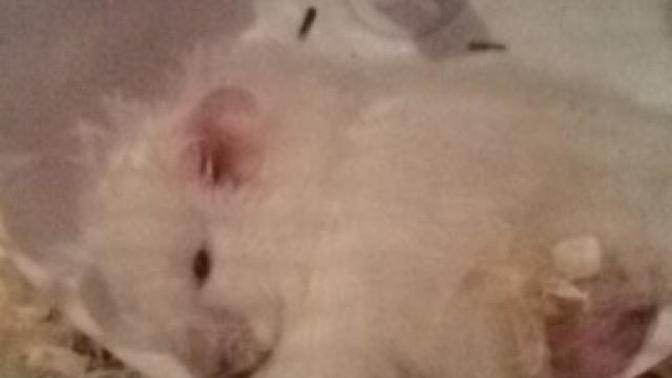 Can I give my hamster soy milk?