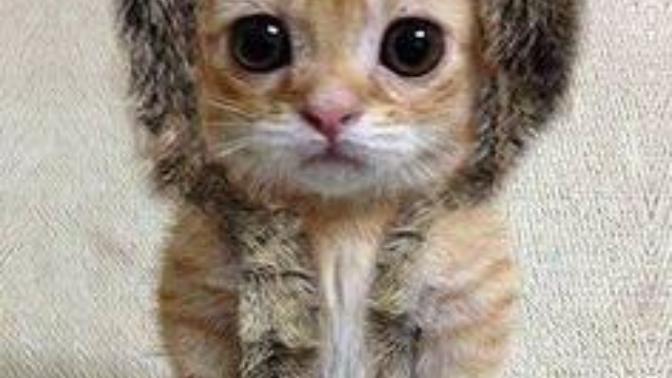 Guys, how do I look? Am I cute?