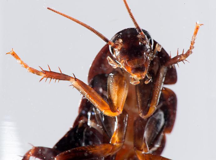 What do you think about these 9 interesting facts about cochroaches(in general)?