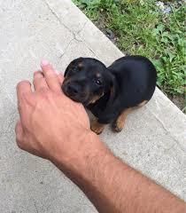 What is the most powerful and deadly breed of dog?
