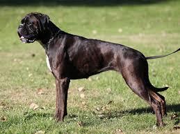 What is the most powerful and deadly breed of dog?