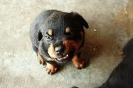 What is the most powerful and deadly breed of dog?