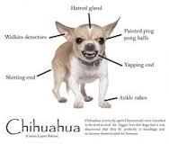 What is the most powerful and deadly breed of dog?