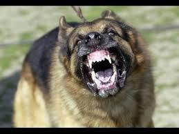 What is the most powerful and deadly breed of dog?