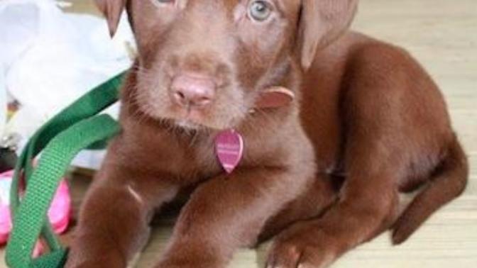What should I name my new Puppy?