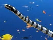 What is the coolest snake in the world?