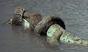 What is the coolest snake in the world?