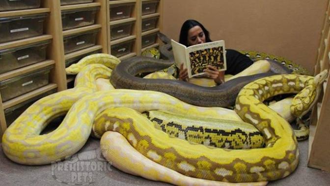 What is the coolest snake in the world?