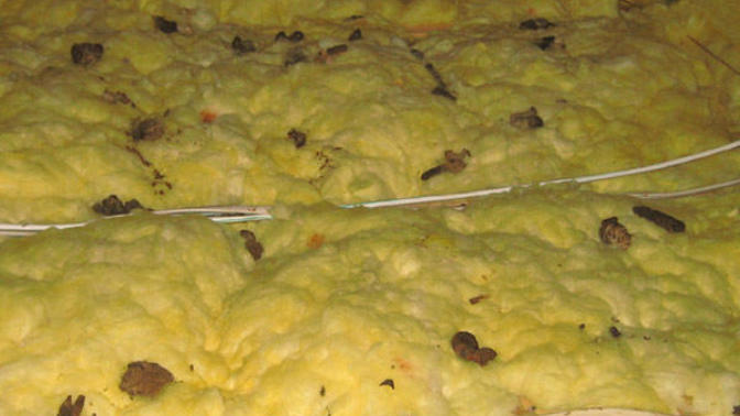 Help what should I do there is dog poop on my ceiling?