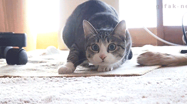 Why did I see a barking cat in my dream?