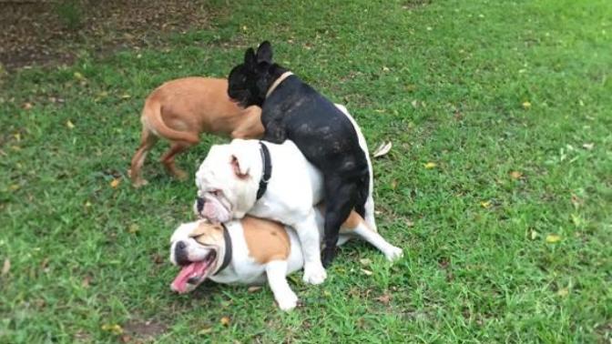 I think I regret getting my dog?