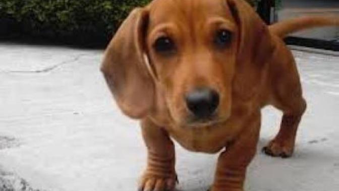 What would this dog wear if it had to reflect your attitude?