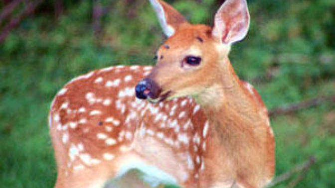 What is your spirit animal?