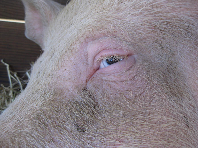 Does anyone else find pigs incredibly creepy?