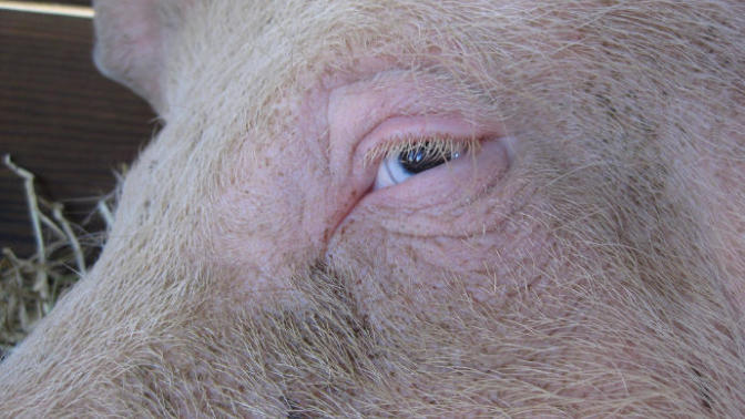 Does anyone else find pigs incredibly creepy?