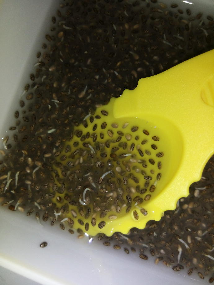 Look at my chia seeds. Look how cute they are! Are they still safe to consume?