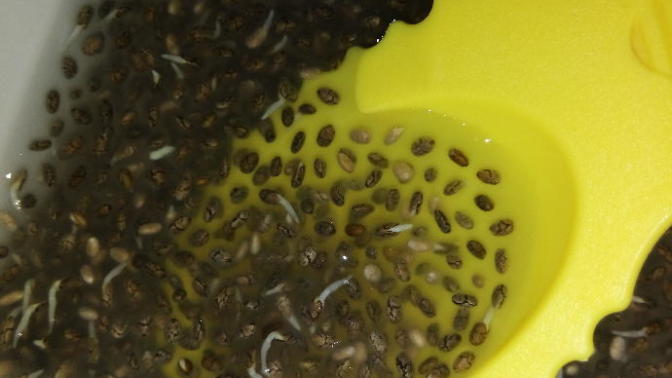 Look at my chia seeds. Look how cute they are! Are they still safe to consume?