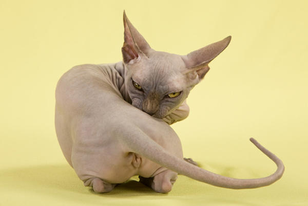 Post the sassiest image you can find?