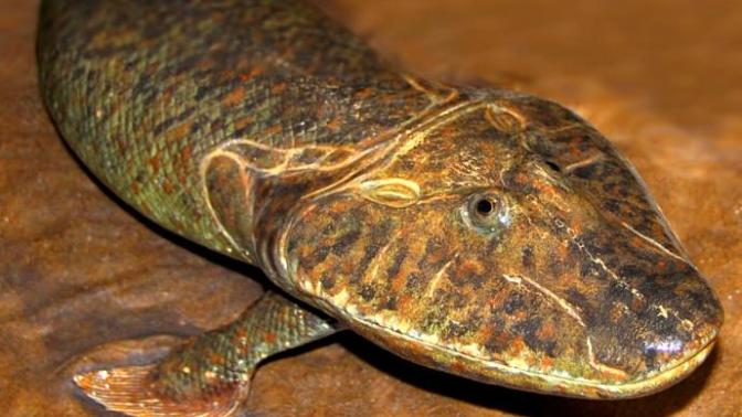 Do you think that tiktaalik was a cutie?