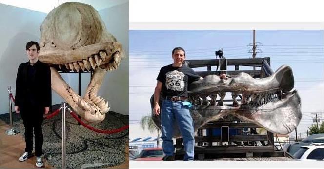 Who do you think has the more intimidating set of jaws, Megalodon (right) or Livyatan (Left)?
