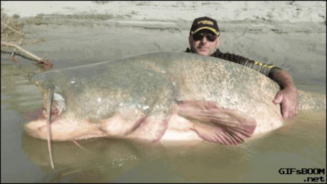 What's a good name/title for users that troll and catfish on GaG simultaneously? - #trollfish?