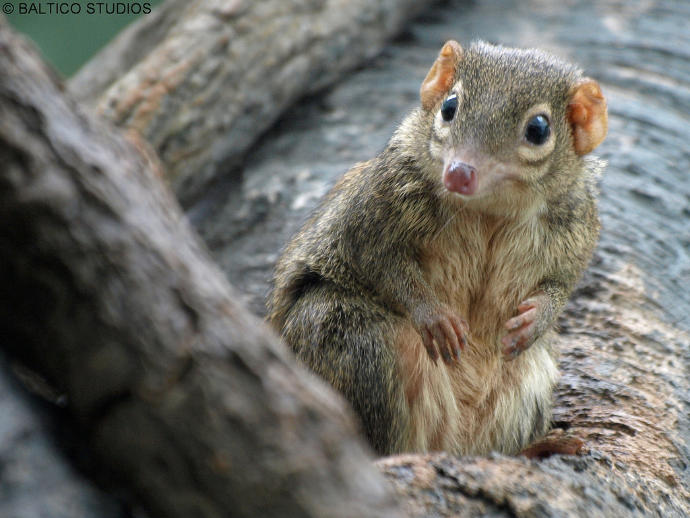 Anyone else think that Scrat from "Ice Age" looks like a tree shrew?