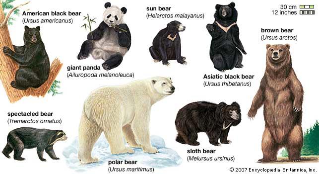 Favourite kind of bear?