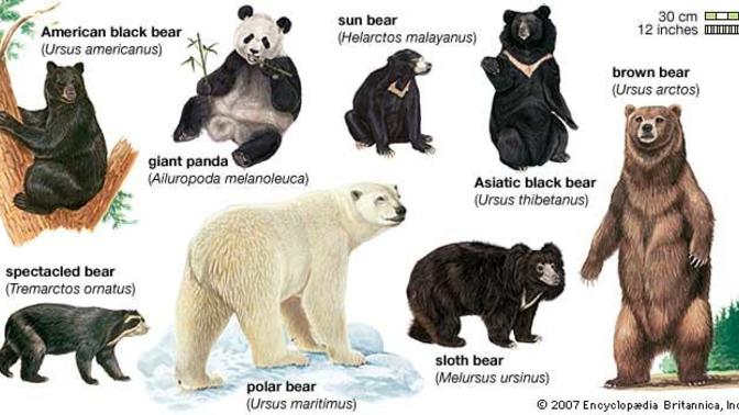 Favourite kind of bear?