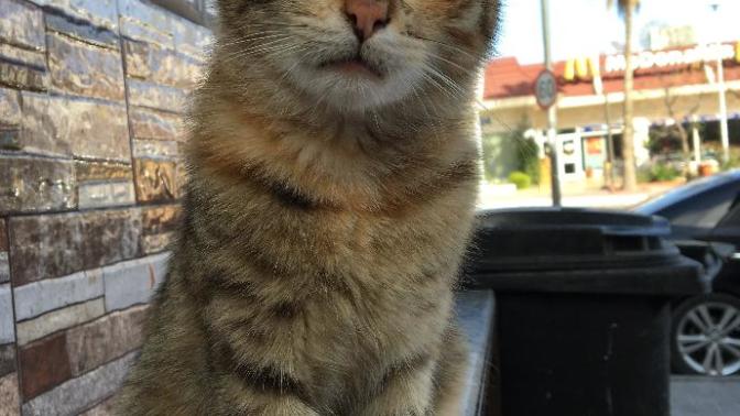 Maw meow I look?
