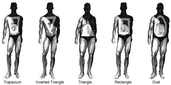 What body shape are you?
