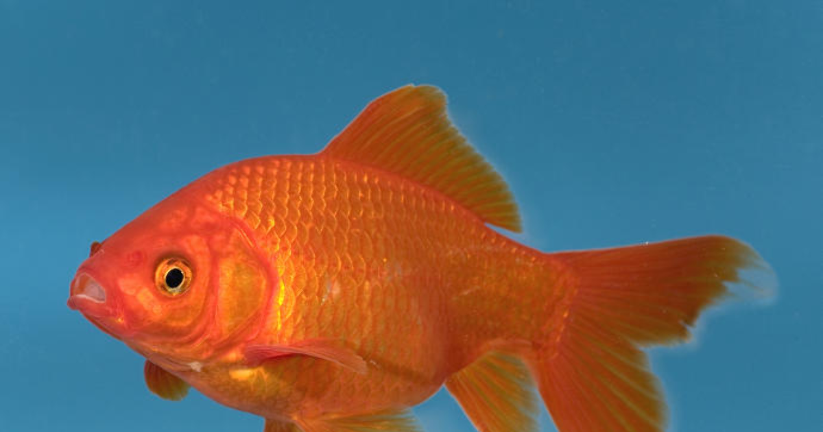 Why do we call goldfish "goldfish" when they're fucking orange? Shouldn