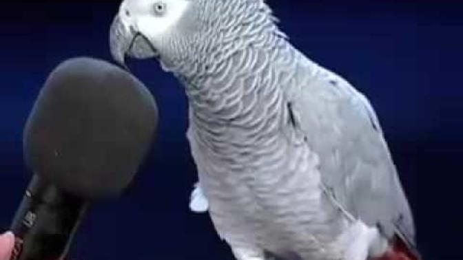 What style pants is she wearing in this video?
