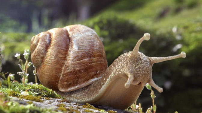 What are snails even trying to do?