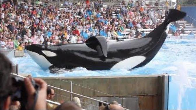 What's your opinion on SeaWorld?